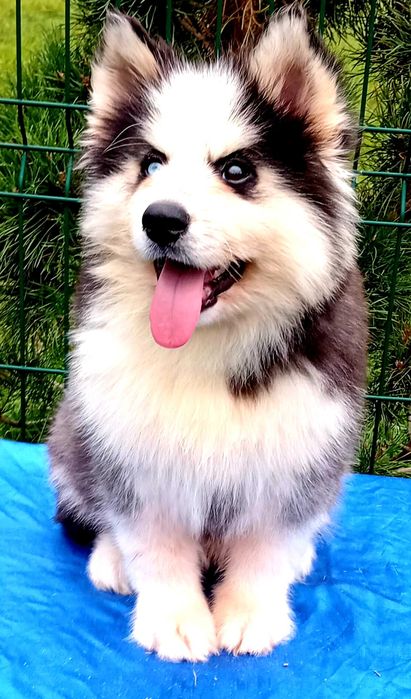 Husky syberyjski-piesek
