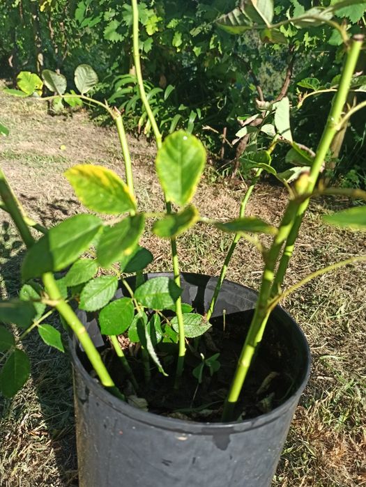 Roseiras de sta Teresinha