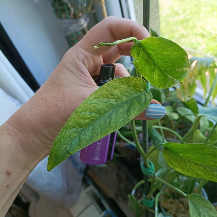 epipremnum cream mint-cięty szczyt
