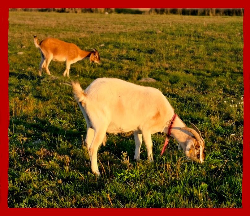 Kozy mleczne – mix anglonubijski – zarejestrowane | Lelów