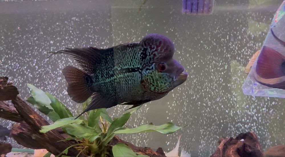 Flowerhorn com cerca de 18 cm