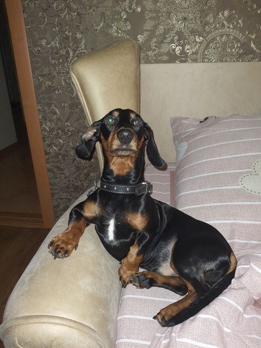 Вязка такса для здоровья))