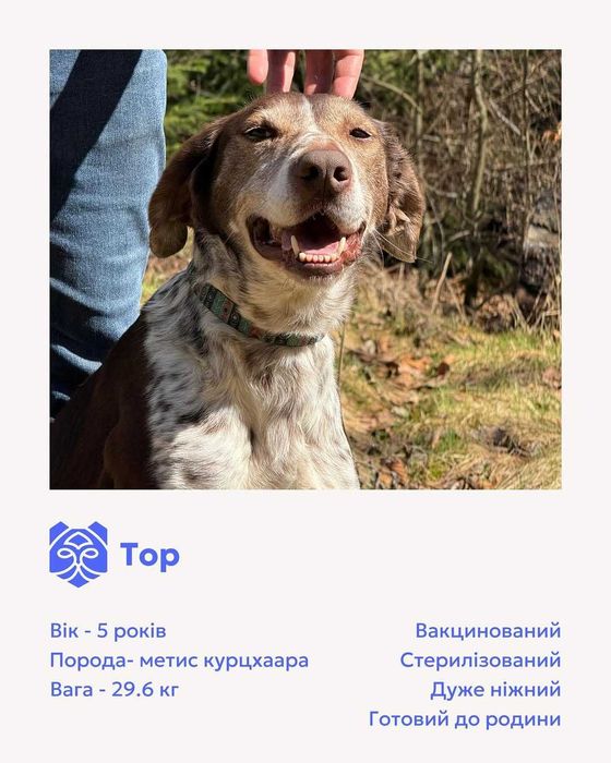 Тор, метис курцхаара, шукає дім