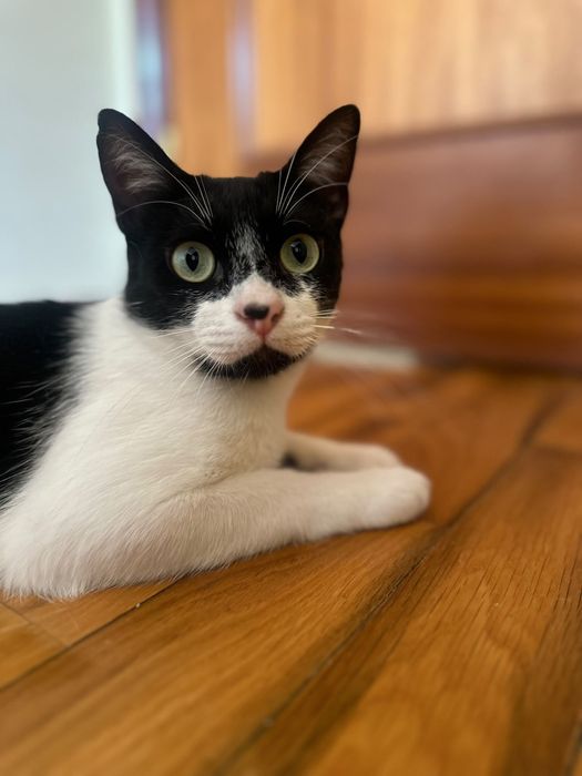 Gato jovem para adoção responsável
