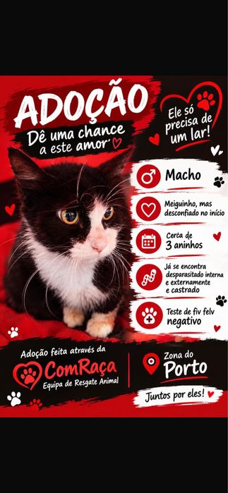 Gato para adoção responsável
