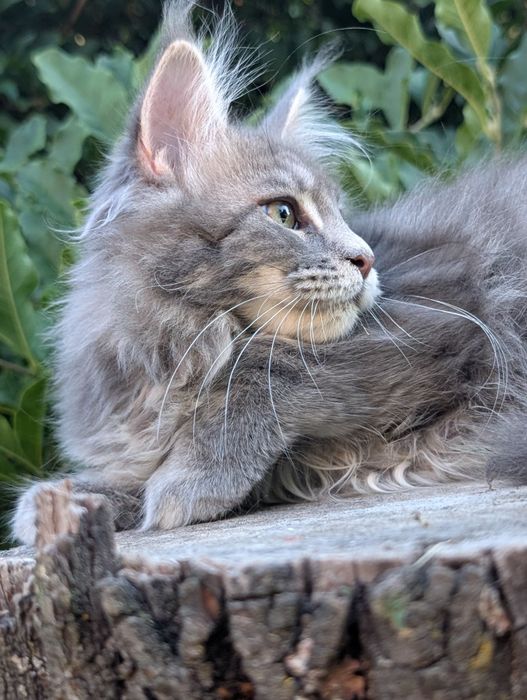 Niebieska klasycznie pręgowana kotka Maine Coon. Zapraszamy
