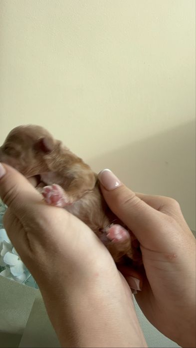 Мультипу 2 міс чіп