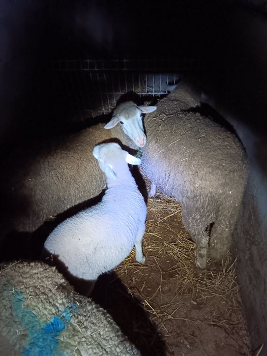 Anho cruzado de ill france