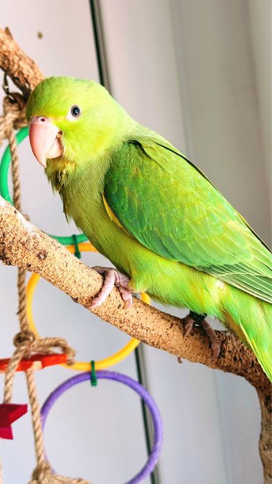 Vendo Ring neck fêmea de 3 meses domesticada