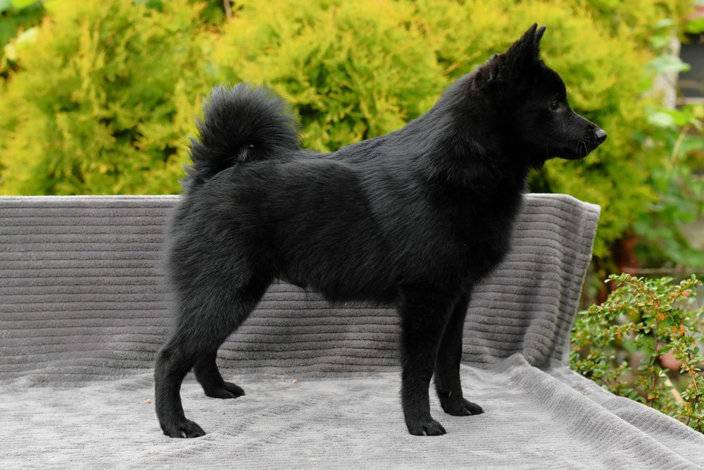 Schipperke piesek