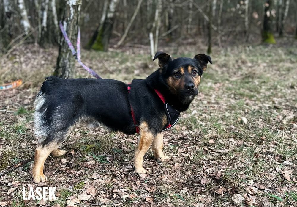 Mały piesek, 3 letni Lasek 10 kg adopcja za darmo oddam