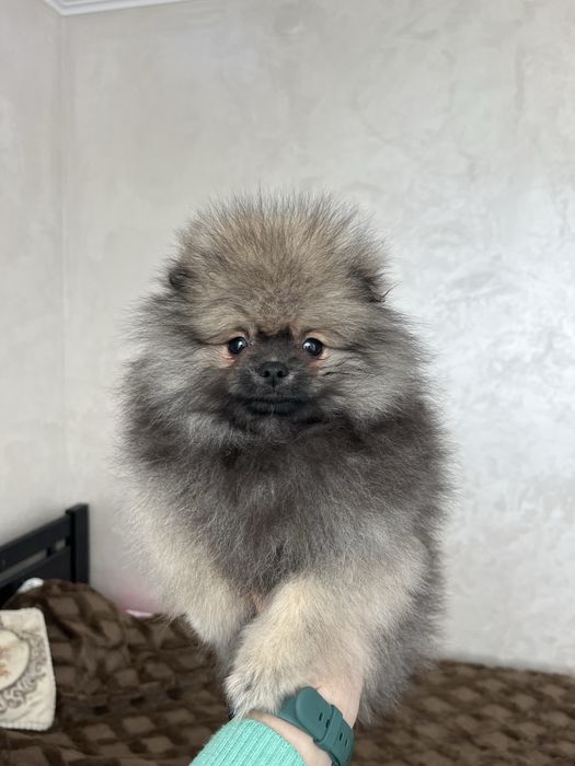 Хлопчик соболь померанський шпіц