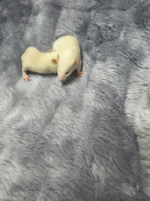 Szczurki szczur szczurek