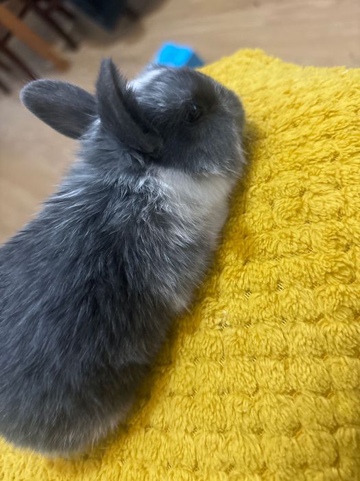 Coelhinho anão bebé lindo e meigo