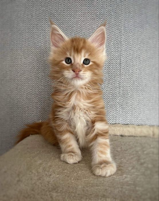 Ваш будующий верный друг: Игровые и ласковые Мейн-куны ждут именно Вас