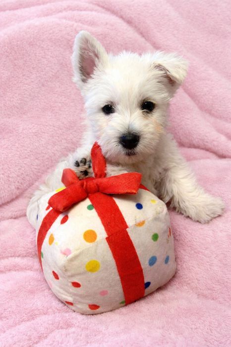 Suczka west highland white terier