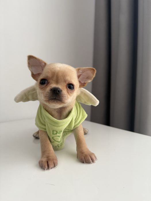 Золотий хлопчик міні чіхуахуа
