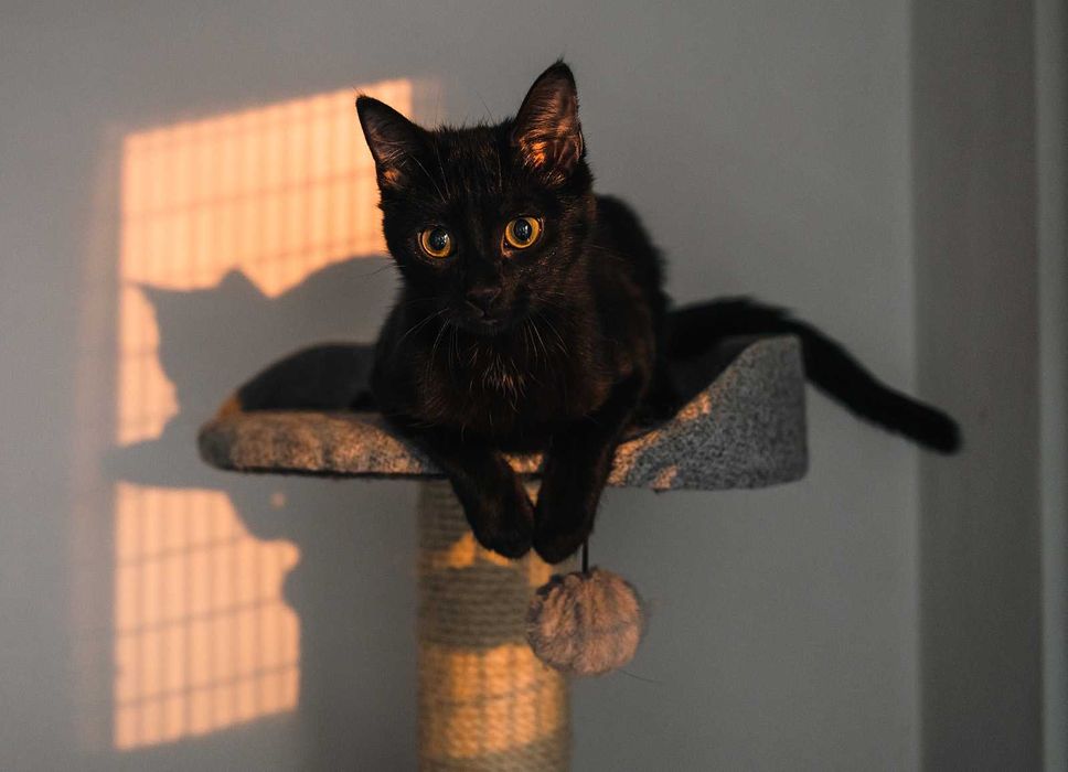 Kotka do adopcji - ADORA, 1rok