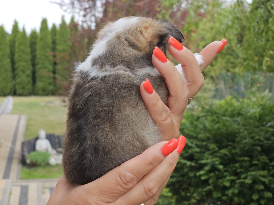 Chihuahua długowłosy chłopiec Lucyfer