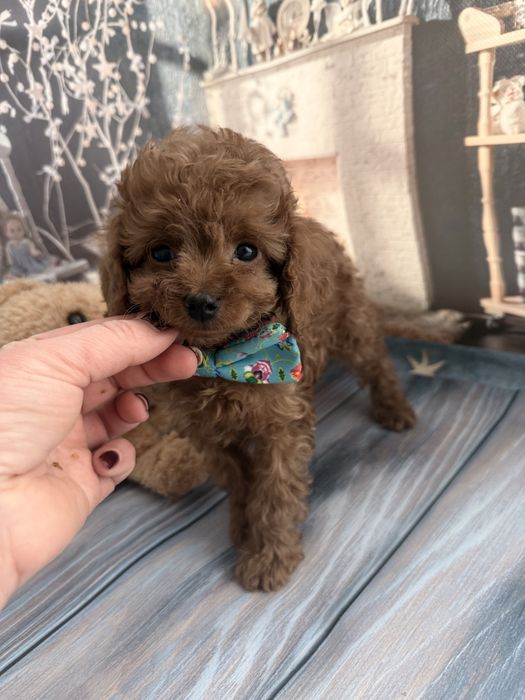 Малесенький диво хлопчик