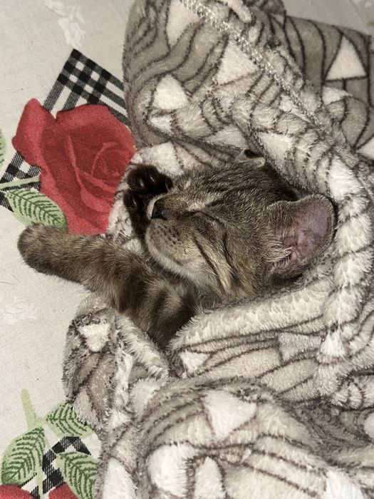 Отдаем котят в хорошие, домашние и теплые руки!