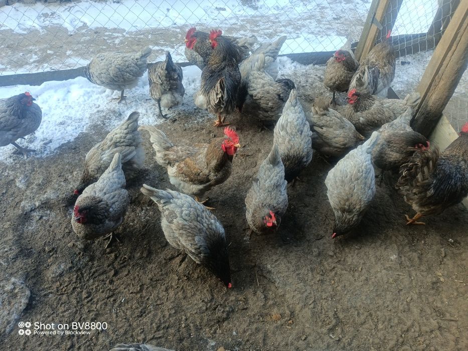 Інкубаційні яйця яєчних курей домінант 107