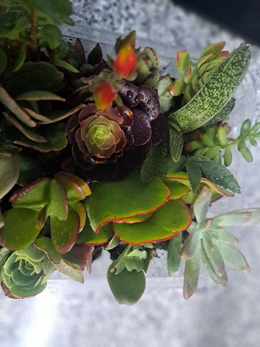 Suculentas tabuleiros 24 especies