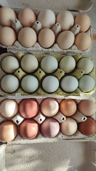 Jajka od zielononóżek. Od wiejskich kur