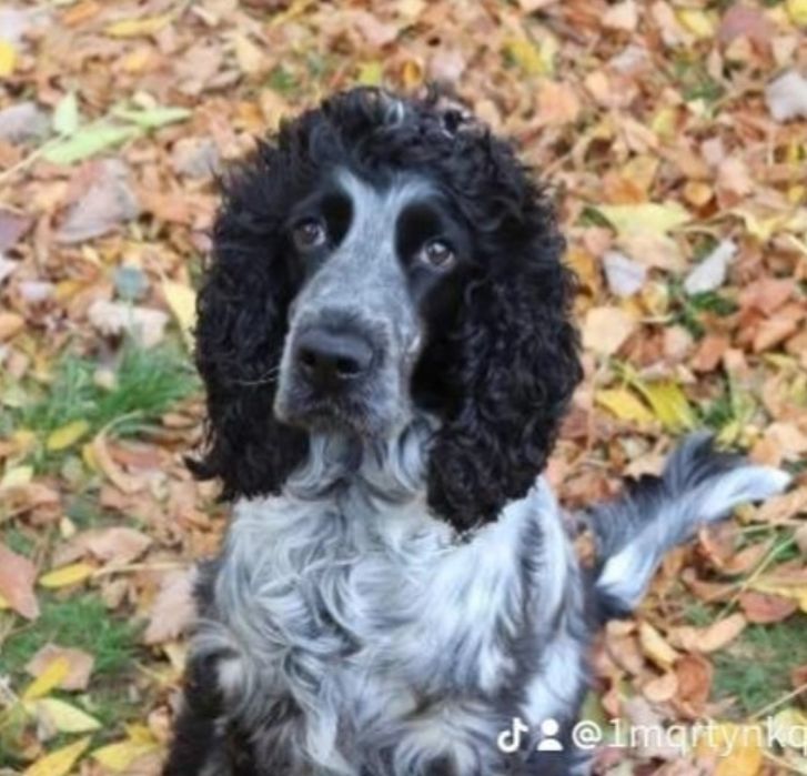 Zaginął pies biało-czarny Cocker Spaniel