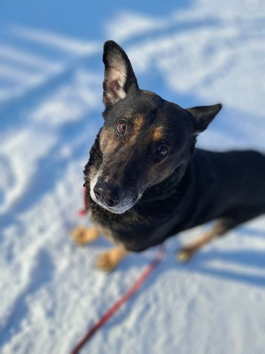 Zeus chce do domu!