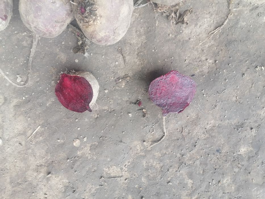 10 kilo marchew 10 kilo burak wysyłka olx