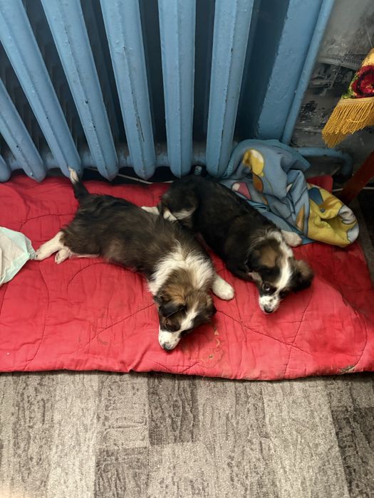 безкоштовно дві милі собачки (перших два місяці сплачуємо корм)