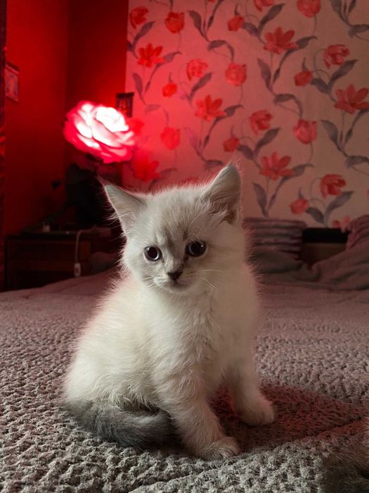 Кому комочки щастя?