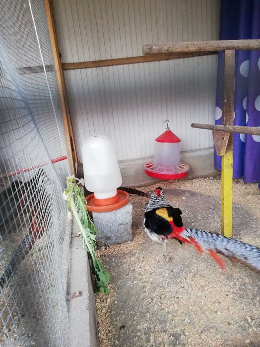 Faisões lady bem tratados