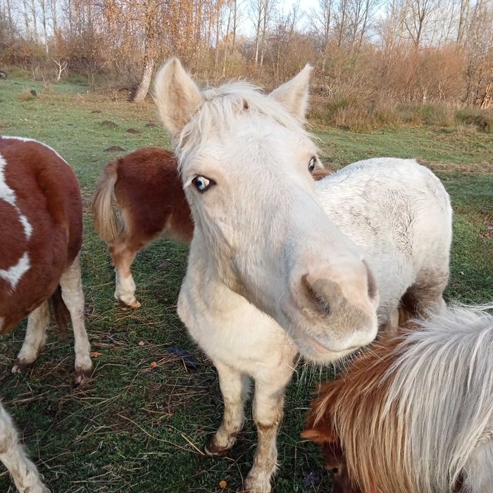 Kucyk kucyki ogierek .