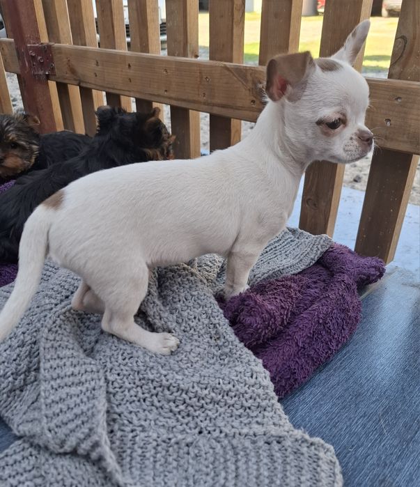 Chihuahua piesek wyjątkowy