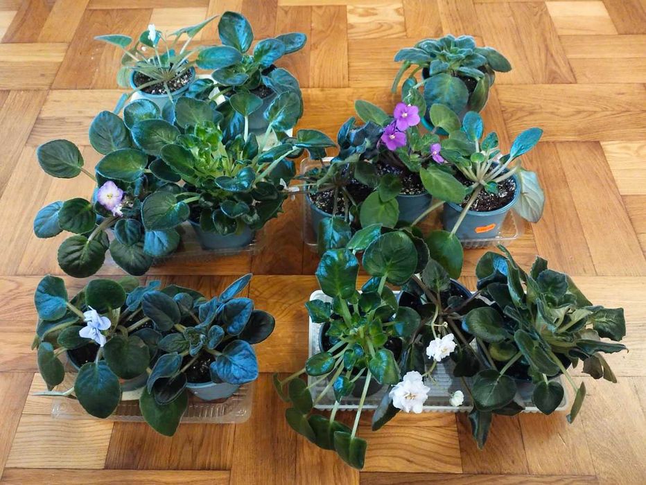 Фіалки різні. Фиалки разные