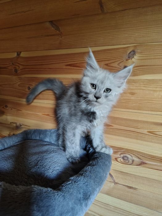 Maine coon, olbrzymi kot, kocur