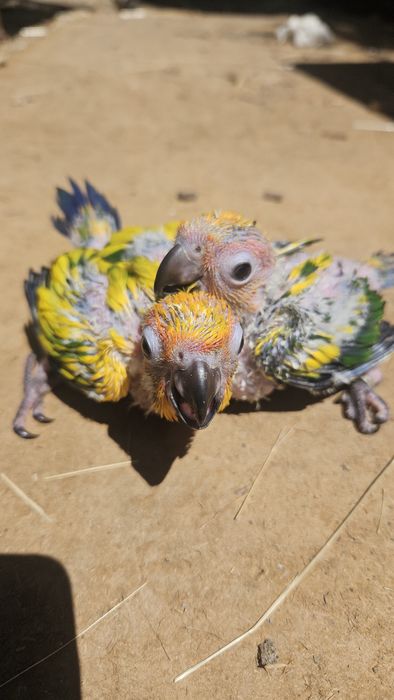 Aratinga sol para terminar  de criar à  mão