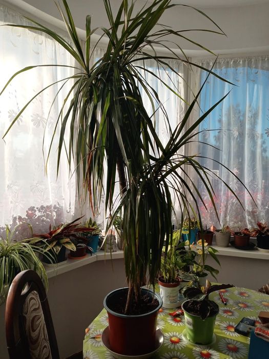 Kwiatek zielony dracena