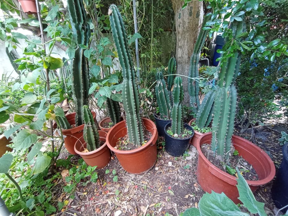 Catus grandes em vasos