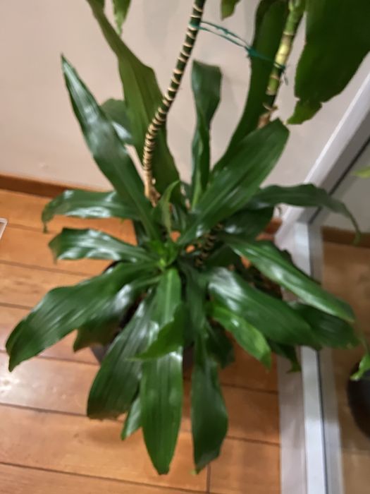 Wysoka Dracenta ponad 1m