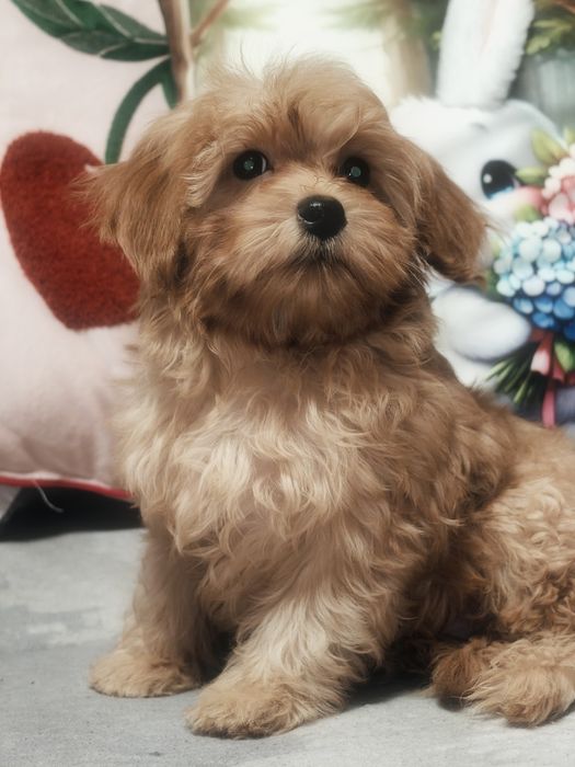 Śliczny piesek Maltipoo
