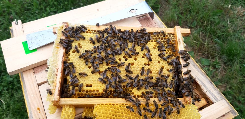 Продаж бджоломатки  карніка.