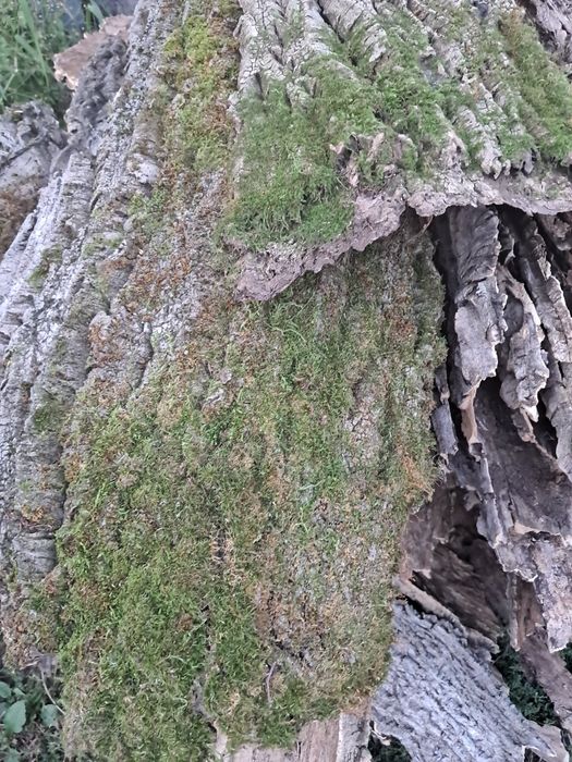 Кора пробки пробкового дерева бархат амурський. Якісна, красива, суха