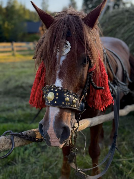 Котедж "Карпатська ідилія "Ворохта.
