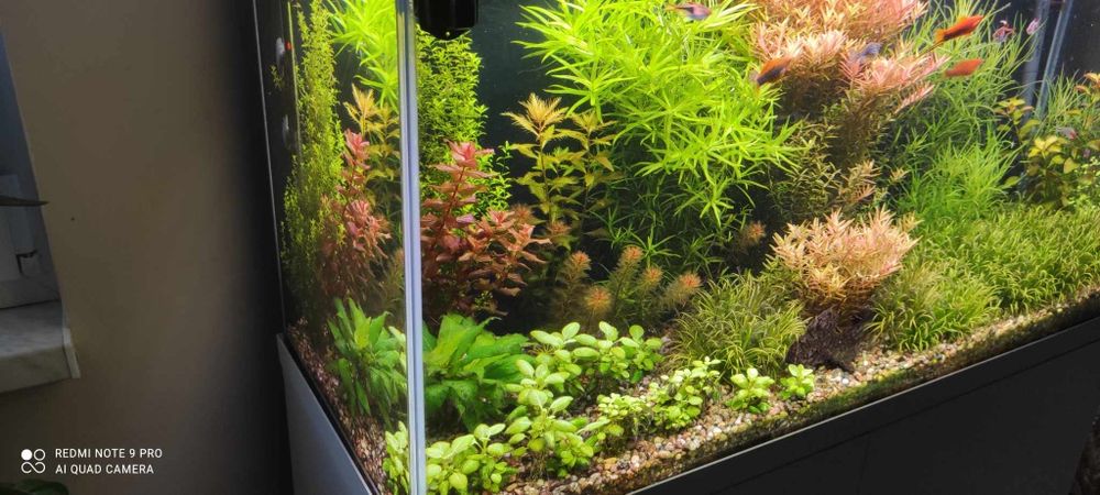 Jutro przecinka Sprzedam rośliny akwariowe