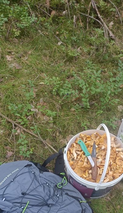 Sprzedam kurki świeżo zbierane