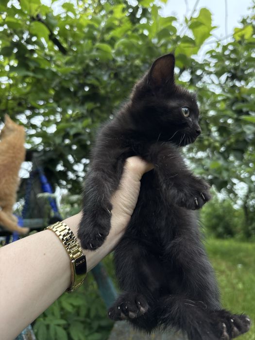 Віддам кошенят в добрі руки