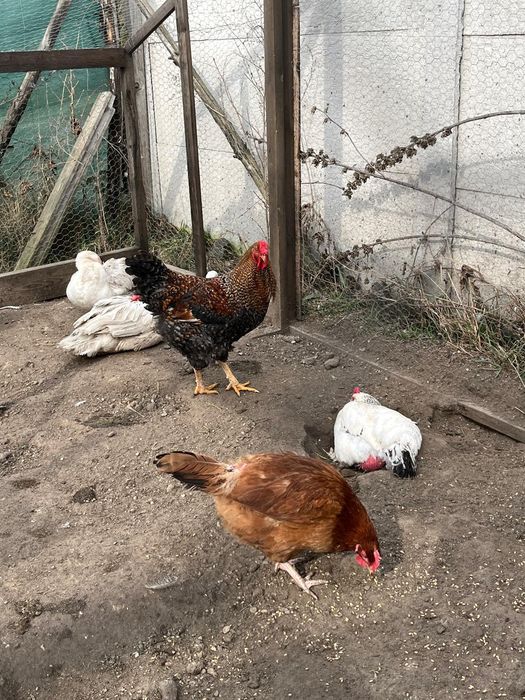 Koguty młode duże Wyandotte